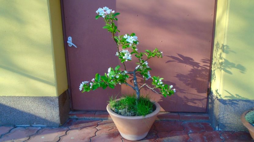  - Bonsai si prebonsai 2020-2023