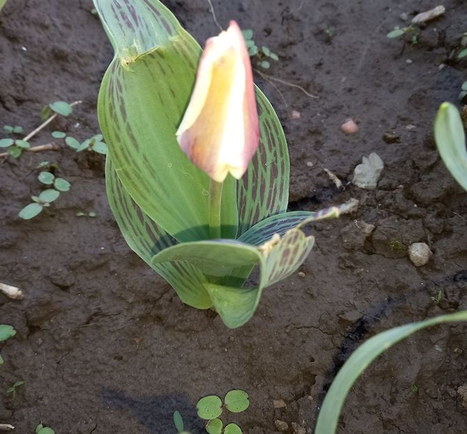  - Sub tutela soarelui