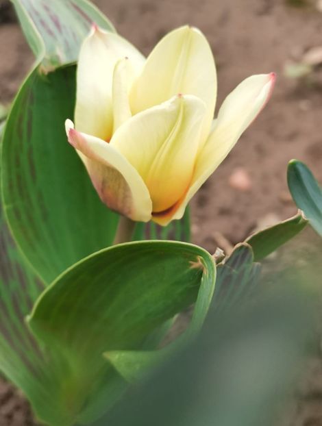 IMG-20220413-WA0002 - Sub tutela soarelui