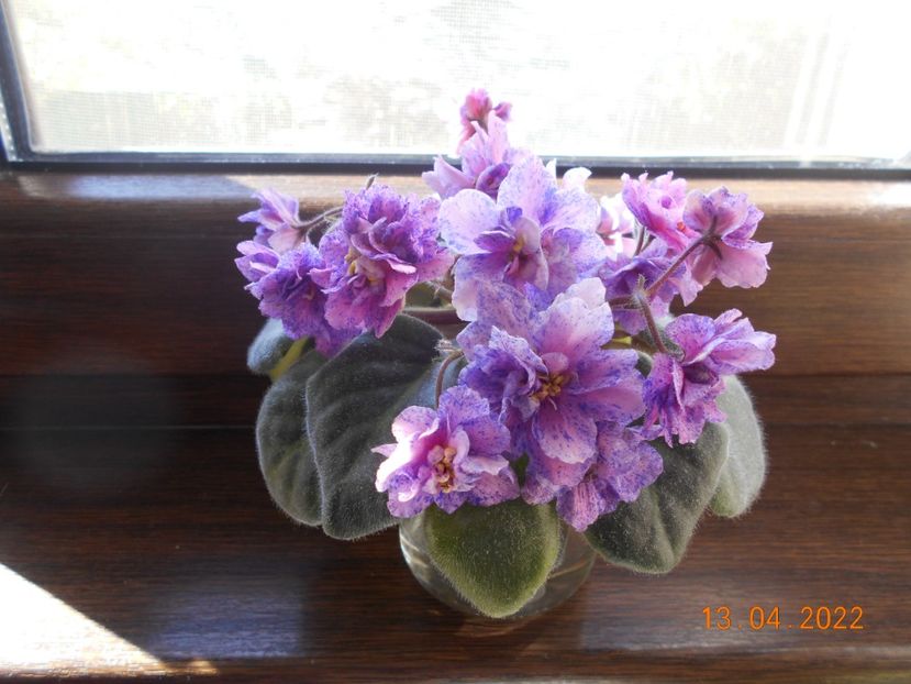  - 1 a Violete