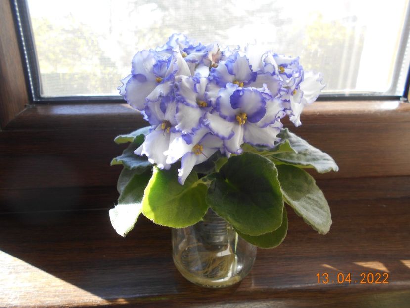  - 1 a Violete