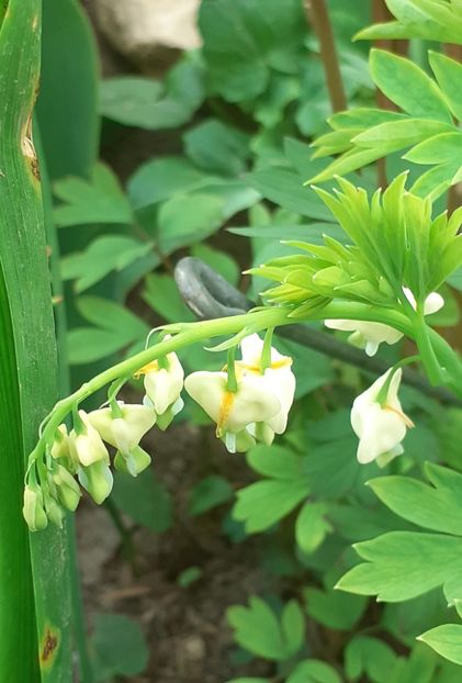 20220410_072441(0) - APRILIE