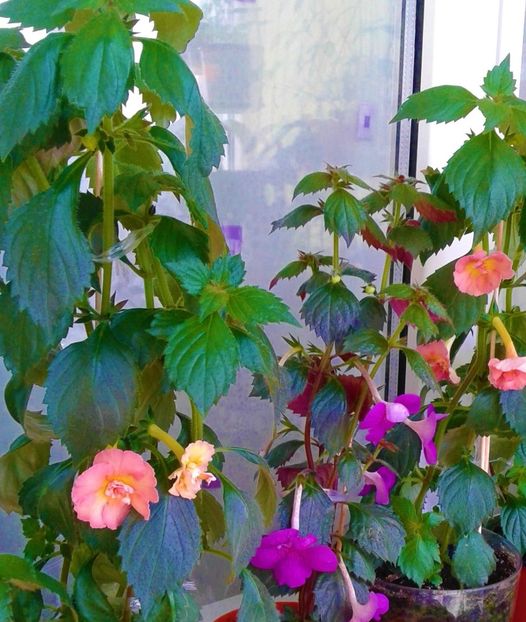  - Rizomii de achimenes plantati astazi pentru anul 2022