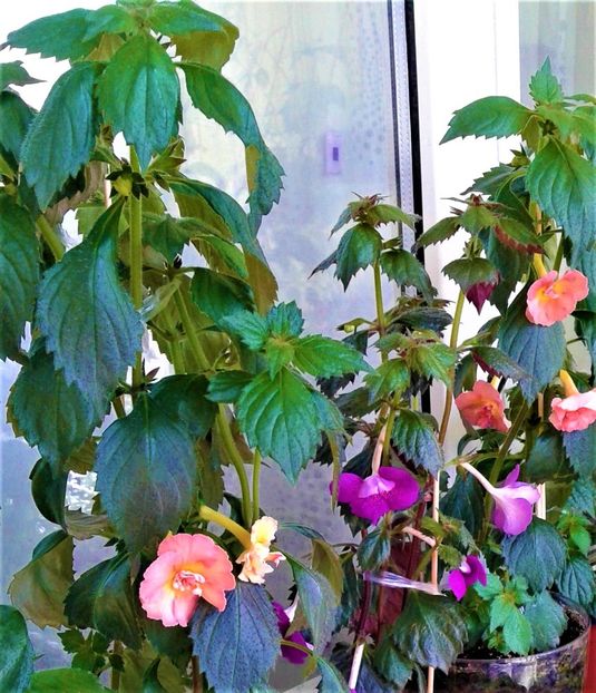  - Rizomii de achimenes plantati astazi pentru anul 2022