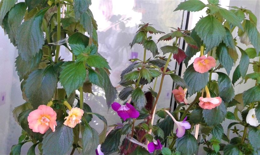  - Rizomii de achimenes plantati astazi pentru anul 2022