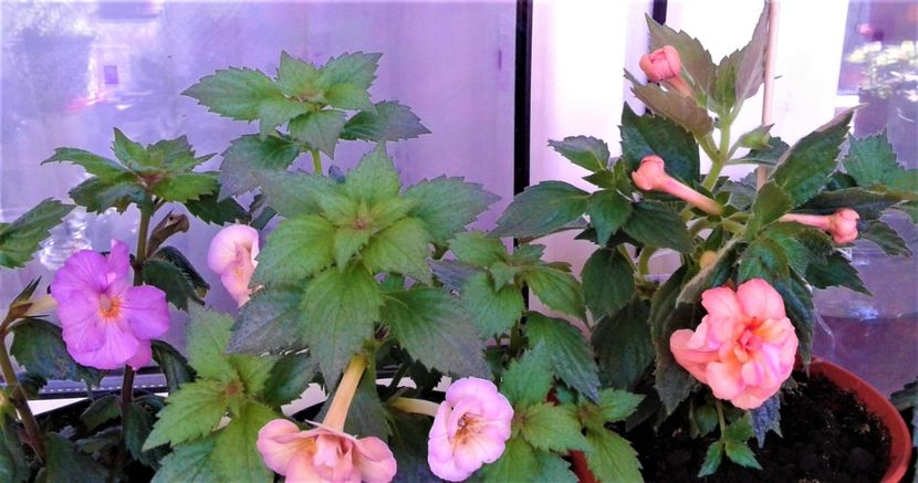  - Rizomii de achimenes plantati astazi pentru anul 2022