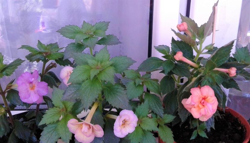  - Rizomii de achimenes plantati astazi pentru anul 2022