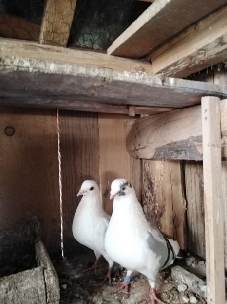  - Jucatori de Galati 2022