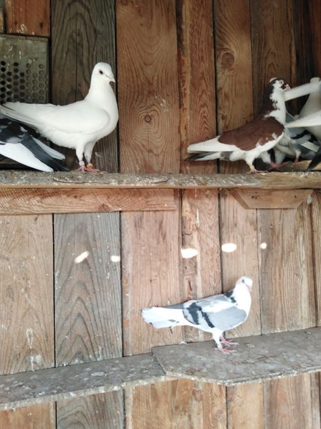  - Jucatori de Galati 2022