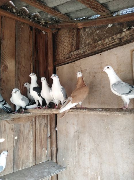  - Jucatori de Galati 2022