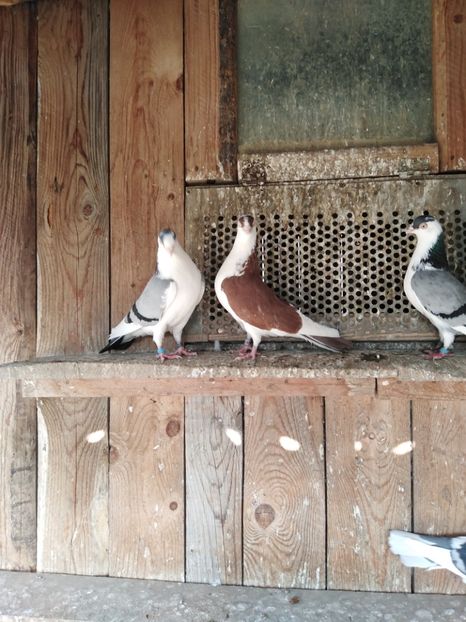  - Jucatori de Galati 2022