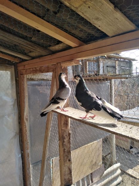  - Jucatori de Galati 2022