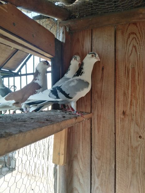  - Jucatori de Galati 2022