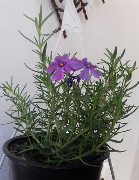 Phlox pitic - E primăvară-n balcon