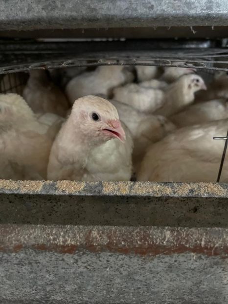 IMG-20220413-WA0010 - De vânzare prepelițe