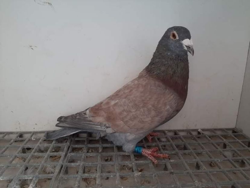  - Nu îmi aparțin 4