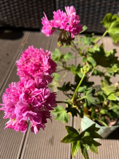 A5572BA3-F607-4DDE-BB24-18CCF0E7F6C5 - Muscate 2021 22