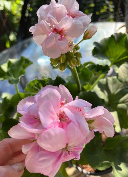 703E54EE-CDD8-4954-9CAD-7E223A0A3B43 - Muscate 2021 22