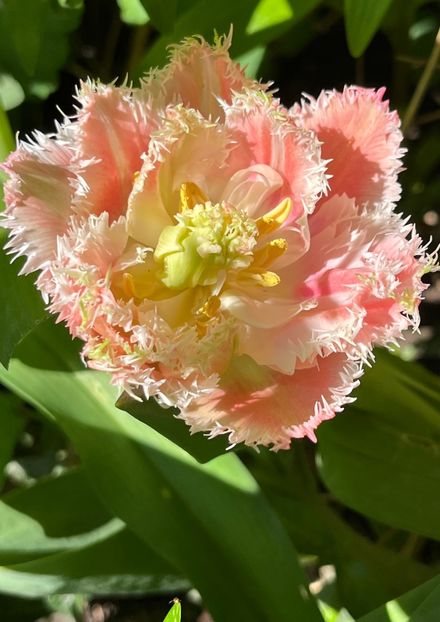 11B0ADFE-E902-4282-B347-9B4AD4823C20 - Lalele 2022