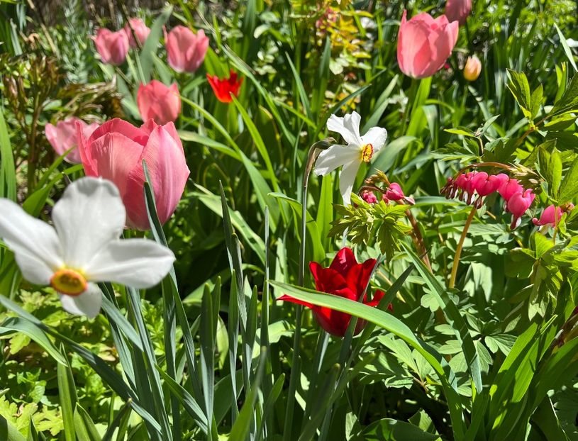 42594EC5-3E19-4BBF-9AFF-0303EA372F51 - Lalele 2022