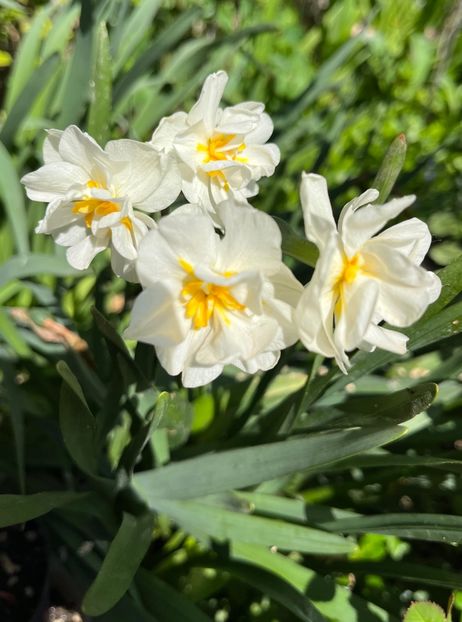 B8A4D564-5B1A-4894-8A0D-D31B8FE15F31 - Narcise 2021 2022