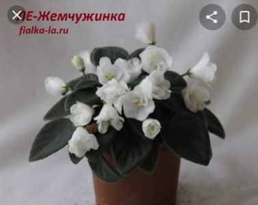 Poza net - LE-Jemciujinka