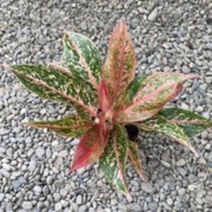 AglaonemaSparklingSarah_7abdf8ec-503d-4ff5-b8fc-0527cd248ff0_180x - Aglaonema- varietati