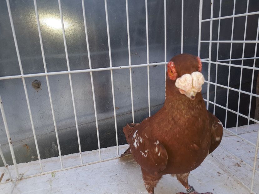 M 2020 - L 2 _ carunculați 2022