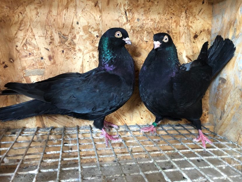  - 5-Perechi pana simpla 2022