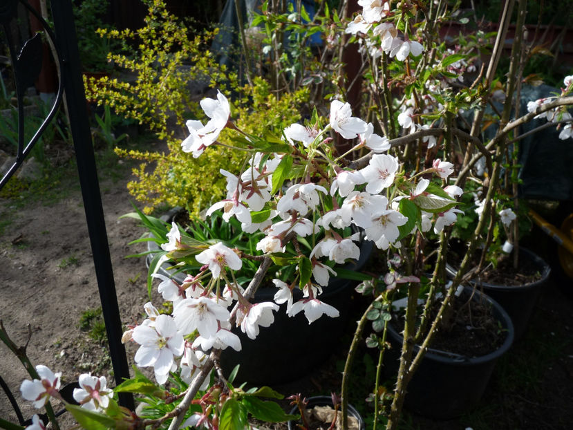  - 2022 - 01 - Primavara