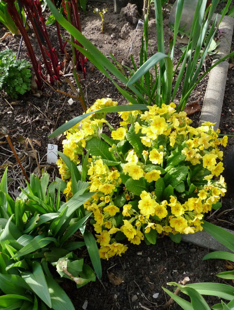  - 2022 - 01 - Primavara