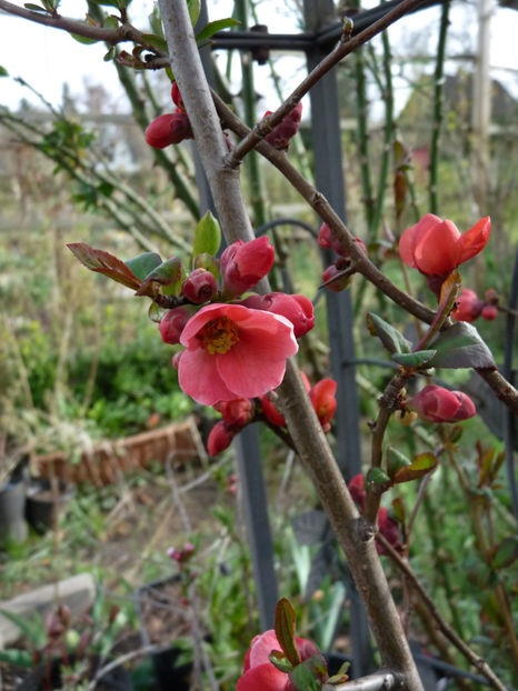  - 2022 - 01 - Primavara