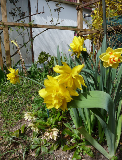  - 2022 - 01 - Primavara