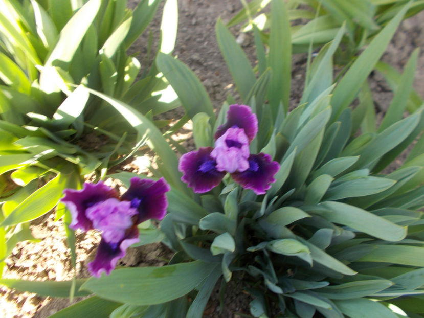 certainly - IRISI PITICI-2022