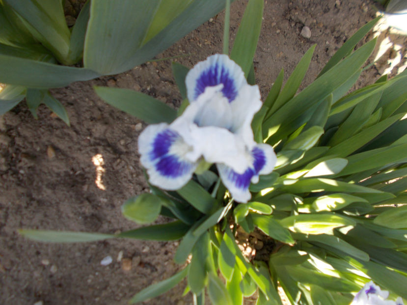 ajax the less - IRISI PITICI-2022