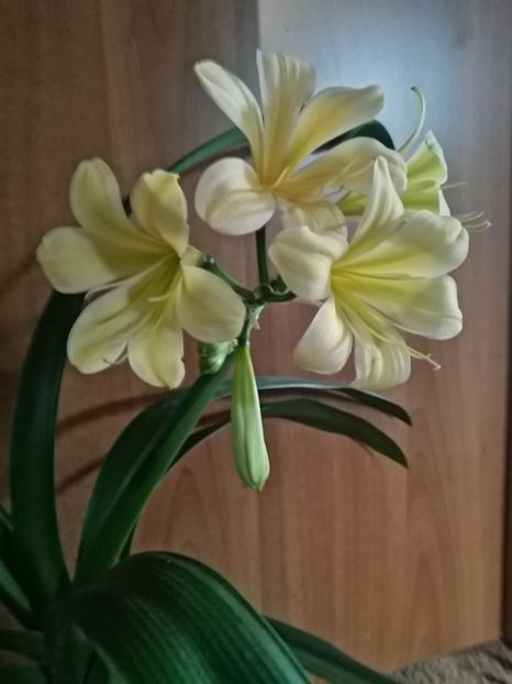  - Clivia TK Yellow