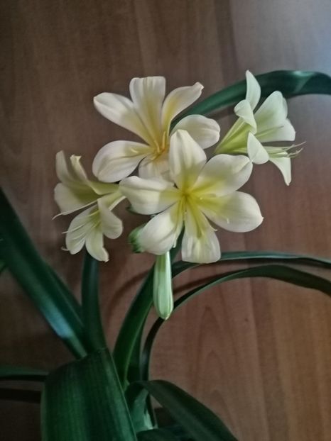  - Clivia TK Yellow