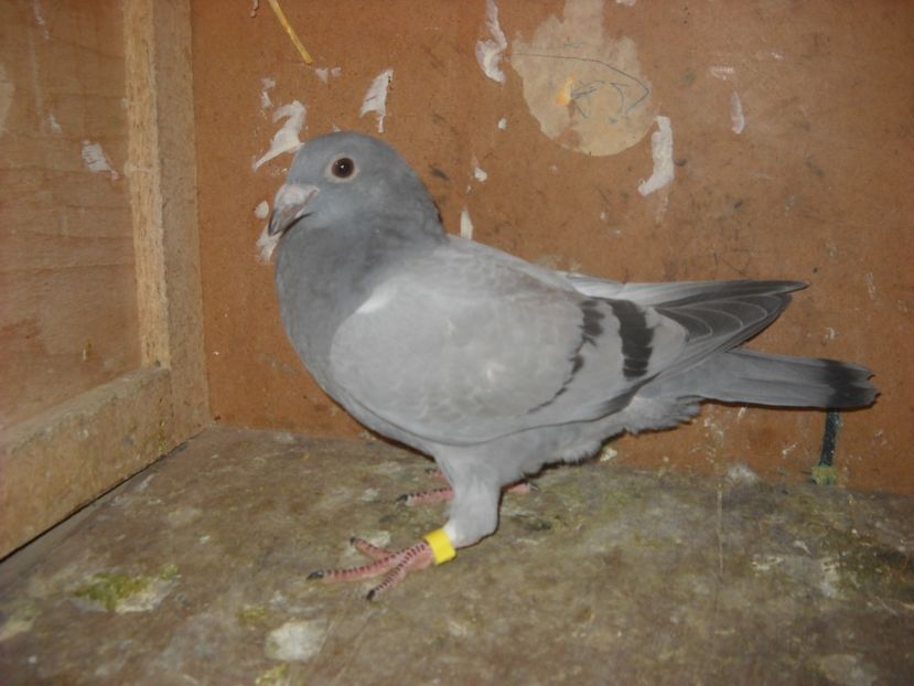  - UNDEVA IN SUCEAVA arhiva