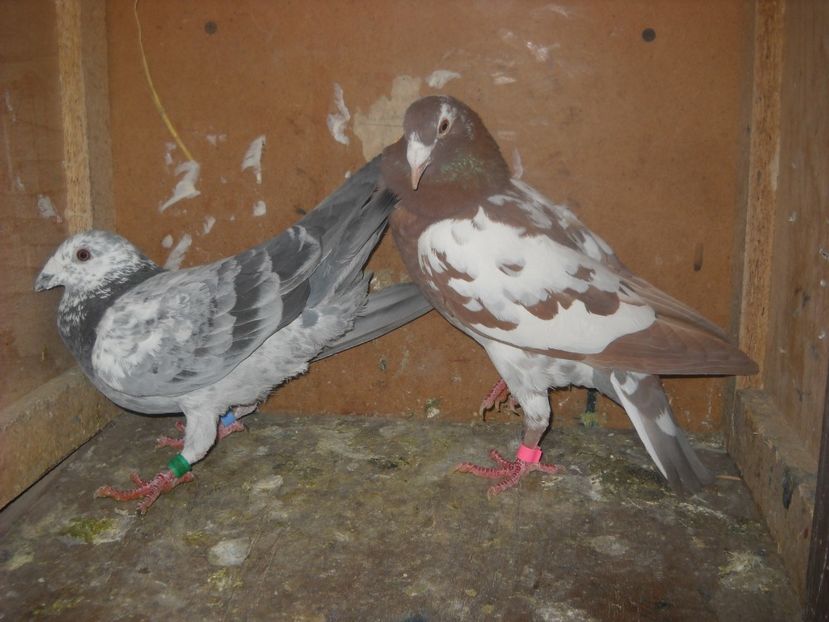  - UNDEVA IN SUCEAVA arhiva