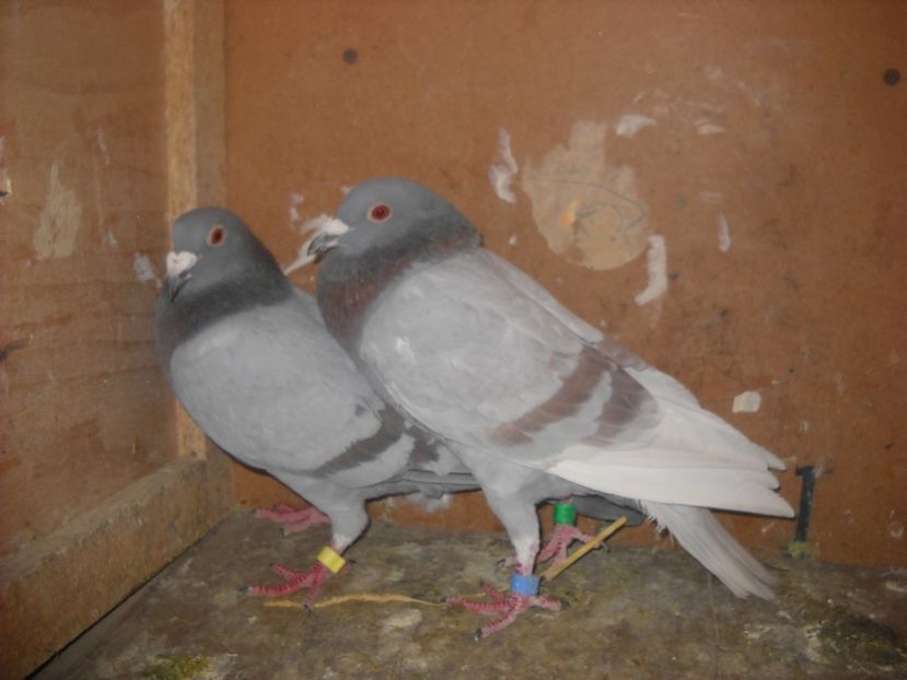  - UNDEVA IN SUCEAVA arhiva