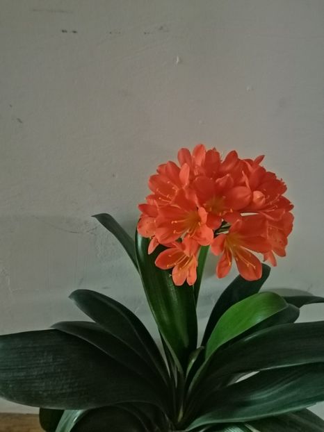  - Clivia Daruma Painted Face