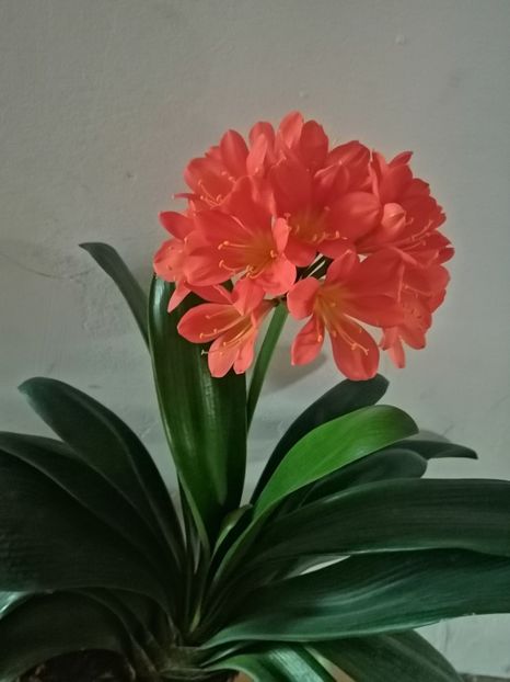  - Clivia Daruma Painted Face