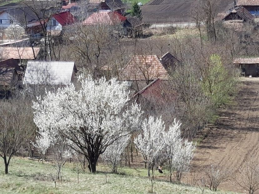  - Satu Nou