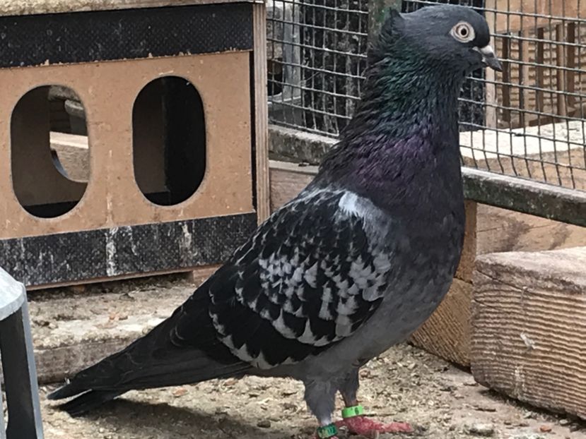 Femela 14 - Zburator de Beograd