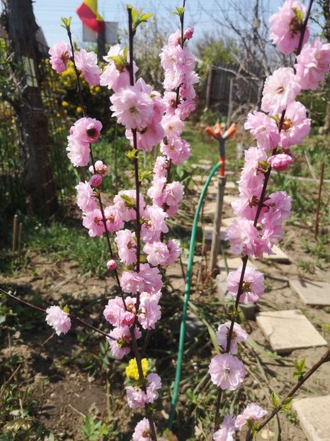 cires-japonez-sakura - arbori ornamentali 2022