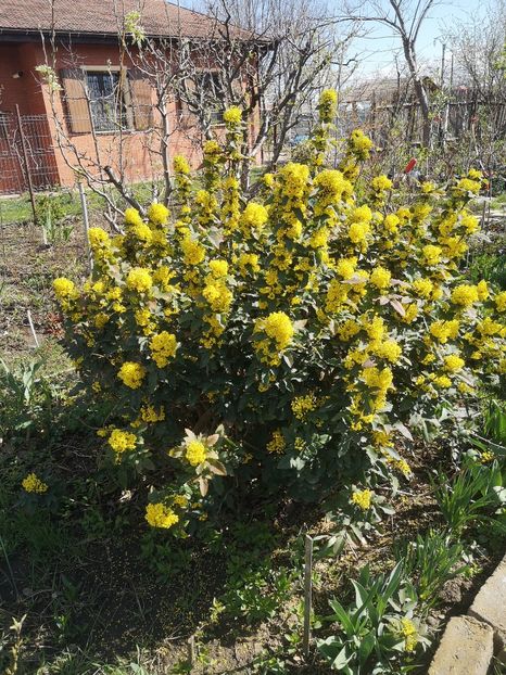  - arbori ornamentali 2022