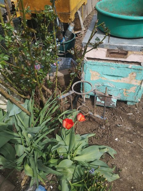  - Gradina flori 2025