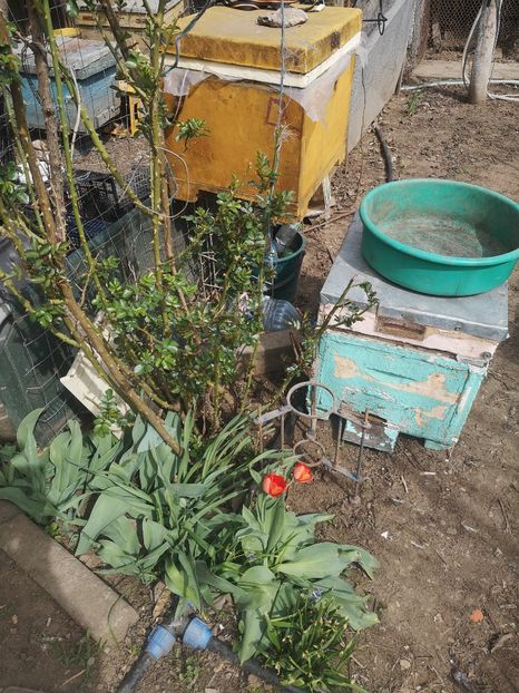 - Gradina flori 2025