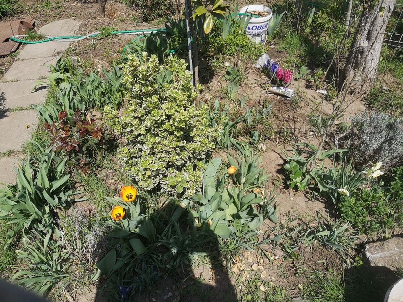  - Gradina flori 2025