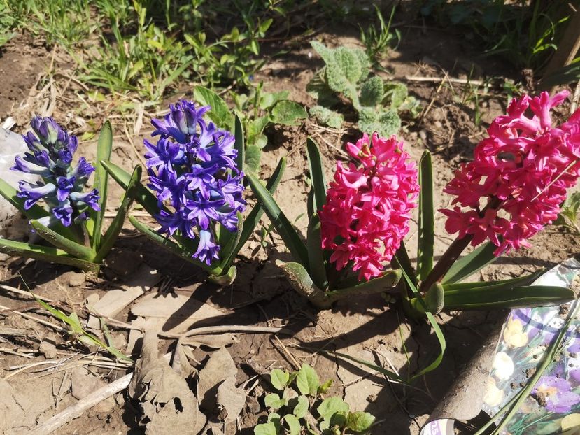  - Gradina flori 2025